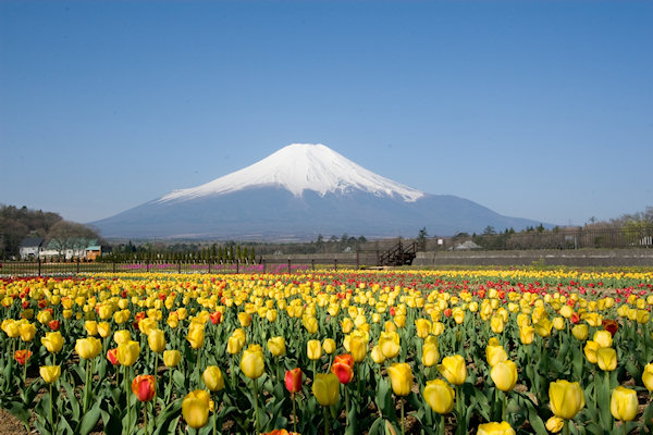 小田急山中湖フォレストコテージ