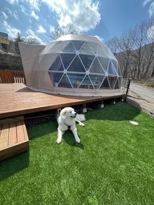 犬 グランピング BBQ 温泉