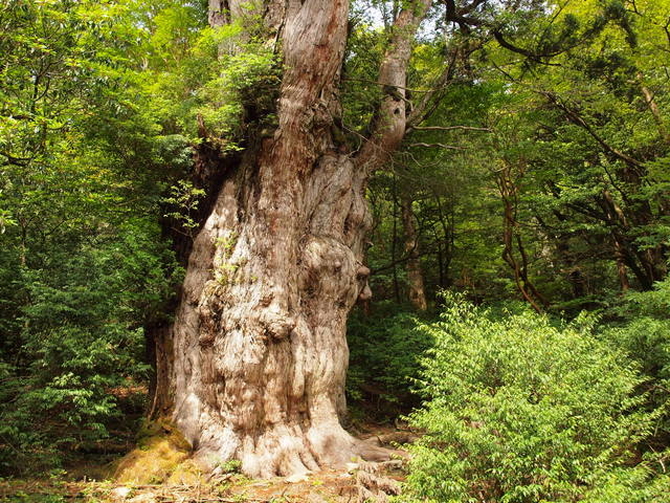 鹿児島県 屋久島 縄文杉