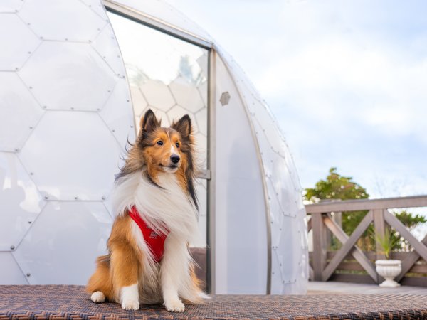カリコリゾート 淡路島 ペット可